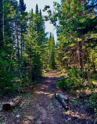 Picture of North Lone Pine Trail